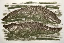 Two Gators
