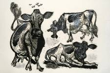 Three Cows and Seven Flies