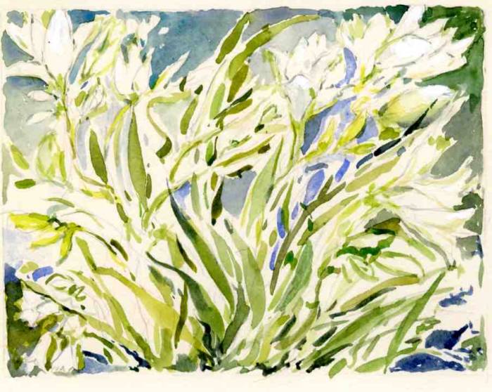 Xmas Lilies
